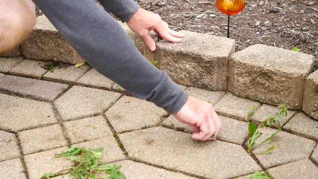 Man pulling weeds with hands from between the cracks in a patio, 60fps.
