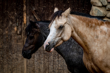 Obraz premium Horses in the zoo