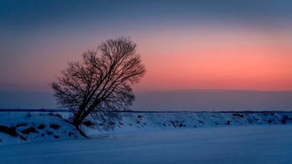 Fototapeta na wymiar Winter blue hour with the lonely tree and frozen river after sunset