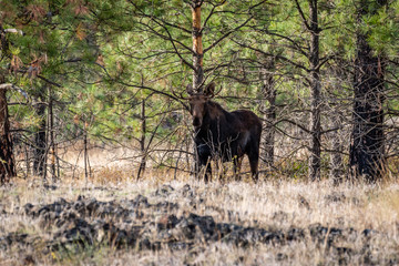 Bull Moose In The Forest