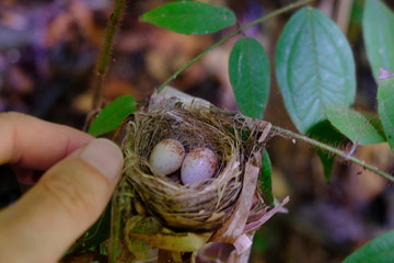 Costa Rica Corcovado National Park Hummingbird nest and eggs