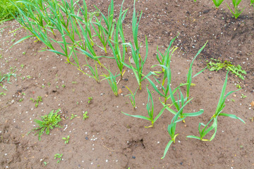 Green onions grow in the garden beds in early spring