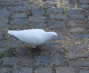 White dove on the cobblestones