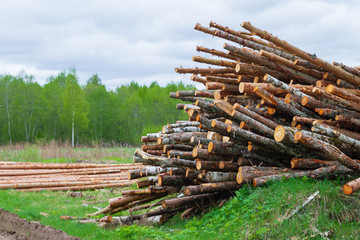 Felled trees lie in a pile on the edge of the forest