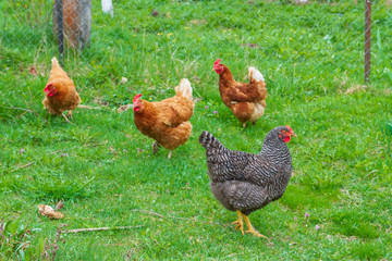 Chickens walk in the yard on the green grass