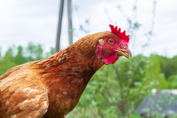 Portrait of a domestic chicken in the yard in the summer