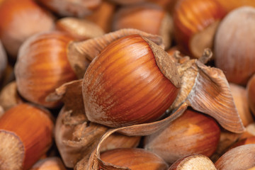 ripe brown hazelnut nuts in shell on a background of nuts close-up macro. macro