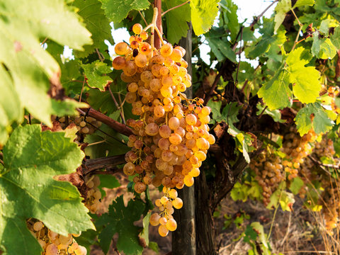 vendemmia