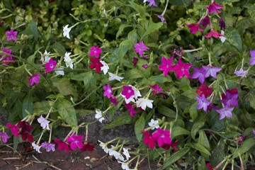 Nicotiana in assorted pretty colours with foliage