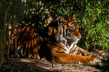 tiger, tier, katze, wild, wild lebende tiere, natur, felino, tierpark, raubtier, säugetier, band, fleischfresser, big, fell, gestreift, dschungel, safari, bengal, orange, kopf, biest, sibirische katze