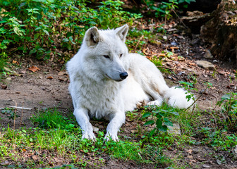 wolf, tier, weiß, wild, raubtier, wild lebende tiere, säugetier, natur, arctic, hund, canino,...