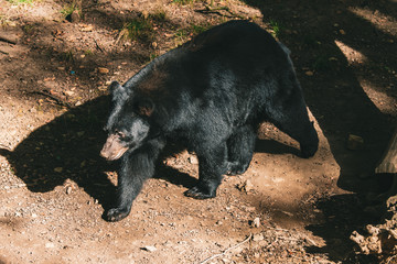 Fototapeta premium bär, tier, black, säugetier, natur, wild lebende tiere, wild, tierpark, fell, black bear, braun, fleischfresser, tier, braunbär, big, bär, raubtier, wald, gross, grizzly, dangerous, sonne