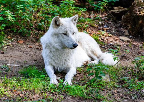 wolf, tier, wei&szlig;, wild, raubtier, wild lebende tiere, s&auml;ugetier, natur, arctic, hund, canino, grau, wolf, wald, fell, fleischfresser, grau, tierpark, polar, hunter, biest, wolfs- und schakalartige, da