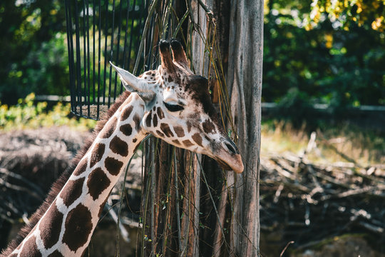 giraffa camelopardalis, tier, säugetier, tierpark, wild lebende tiere, wild, genick, natur, safari, kopf, gross, lang, giraffa camelopardalis, braun, giraffa camelopardalis, fleck