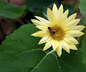 Yellow colorful sunflower with close up view