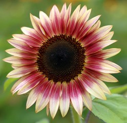 Yellow colorful sunflower with close up view