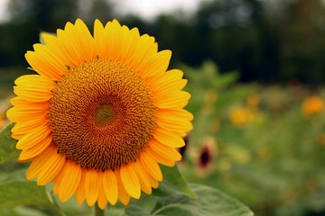 Yellow colorful sunflower with close up view