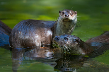 European otter (Lutra lutra), also known as the Eurasian otter, Eurasian river otter, common otter,...