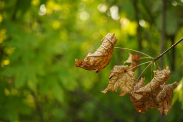 dry brown maple leaves on tree branches in the green autumn forest