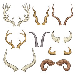 Obraz premium Animal horn types - isolated hand drawn set of antlers