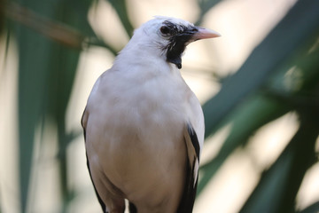 Wattled starling (creatophora cinerea) in frontal view in front of green leaves