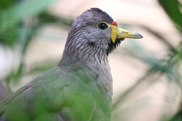 Masked lapwing (vanellus miles) in side view between blurry green plants