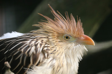 Fototapeta premium Head of a shaggy guira cuckoo with a funny crest in side view