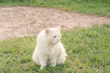 Naklejka na ściany i meble Angry cat on a walk in the meadow
