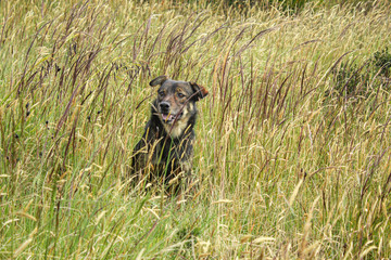 dog in the grass