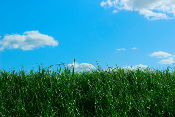 Abstract nature background. Green grass over blue sky and white clouds background. Beautiful nature for background. 