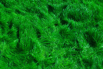 Blurred image of green grass background. Cropped shot of green meadow. Abstract nature background, close up.