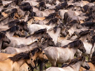 Wildpferde im Merfelder Bruch bei Dülmen