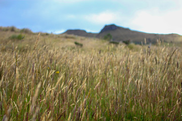 field of wheat