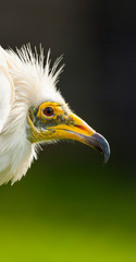 Egyptian vulture (Neophron percnopterus), also called the white scavenger vulture or pharaoh's chicken