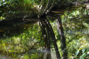 Reflections of trees in the River Camel, Cornwall