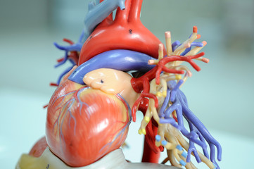 ้human heart model