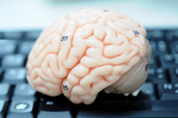 human brain model