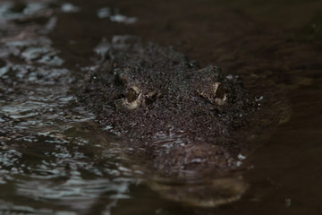 Ojos y cabeza de un cocodrilo del nilo escondido en el agua