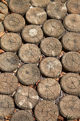 Fototapeta premium Wooden Trunks forming Footpath
