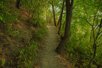 summer park green foliage scenic natural environment with narrow trail between trees 