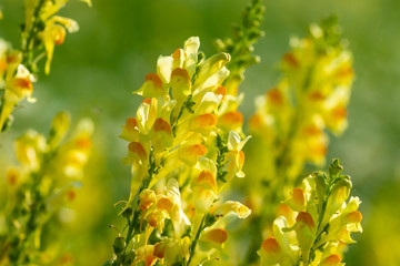 unopened buds of white flowers on blurred natural background 