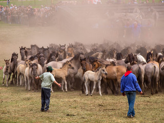Wildpferdefang im Merfelder Bruch bei Dülmen