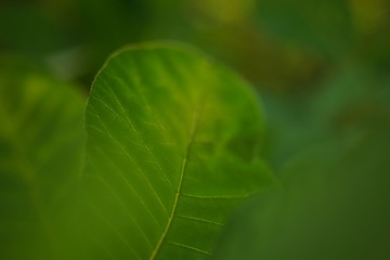 fresh green leaves, macro photo, soft selective focus
