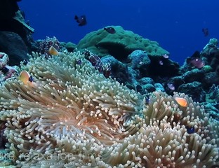 tropical fish in the sea