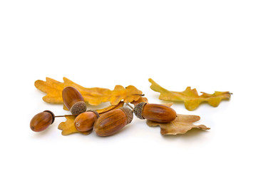 Beautiful autumnal oak leaves and acorn on a white background with space for text. Quercus robur,...