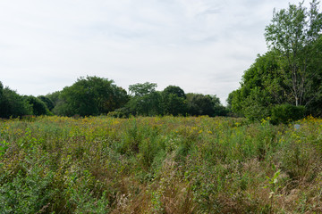 Field of Flowers and Native Plants at the Montrose Point Bird Sanctuary in Uptown Chicago