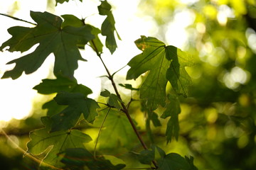 green maple leaves on branch in the sunny forest.