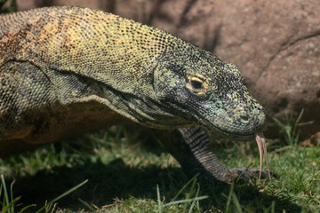 Retrato de un dragon de komodo