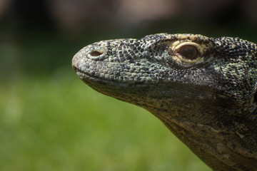 Retrato de un dragon de komodo