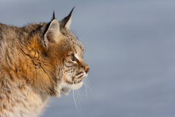 Bobcat (Lynx rufus)